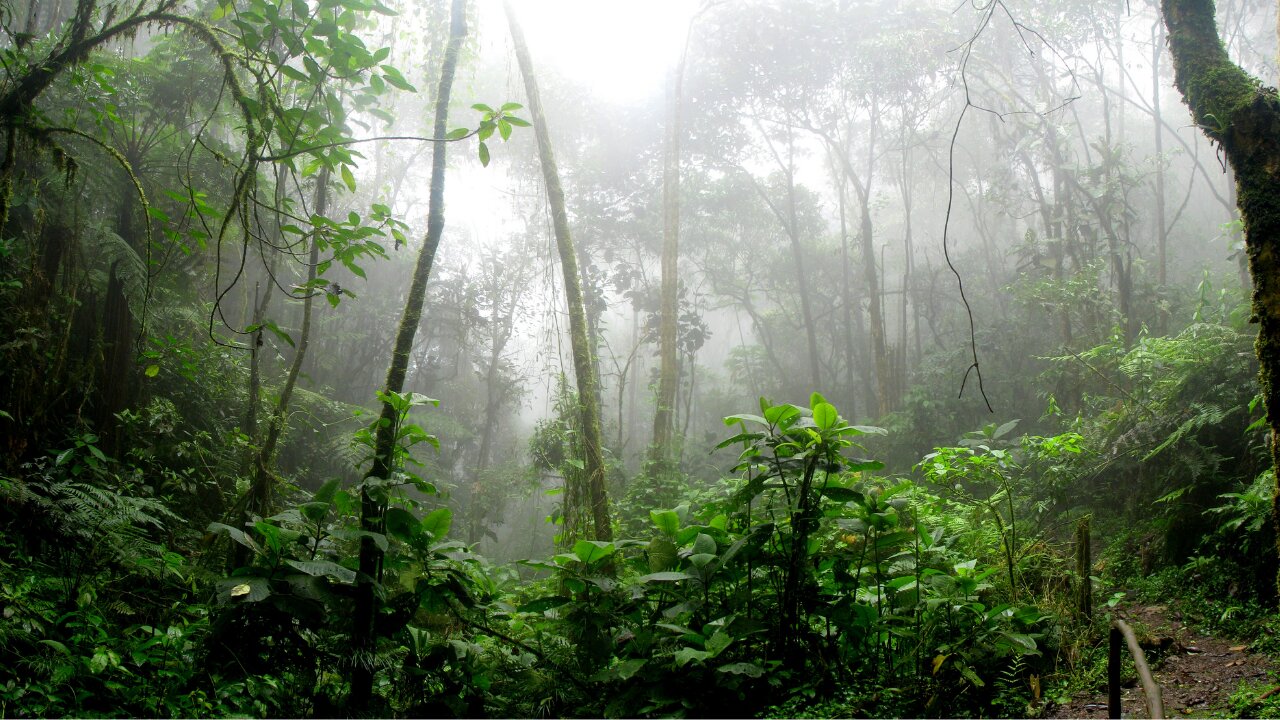 Soothing Relaxing Rainforest at Night Sounds