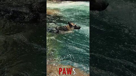 🐶 #PAWS - Pure Delight: Dog's Refreshing Waterfall Plunge 🐾