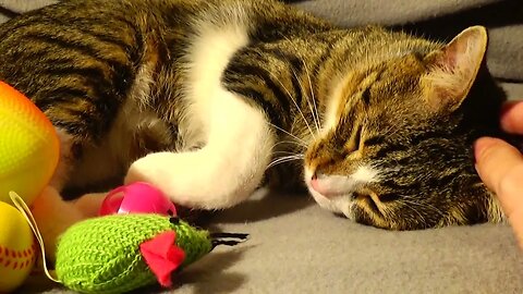 Cute Cat Fell Asleep Next to His Toys