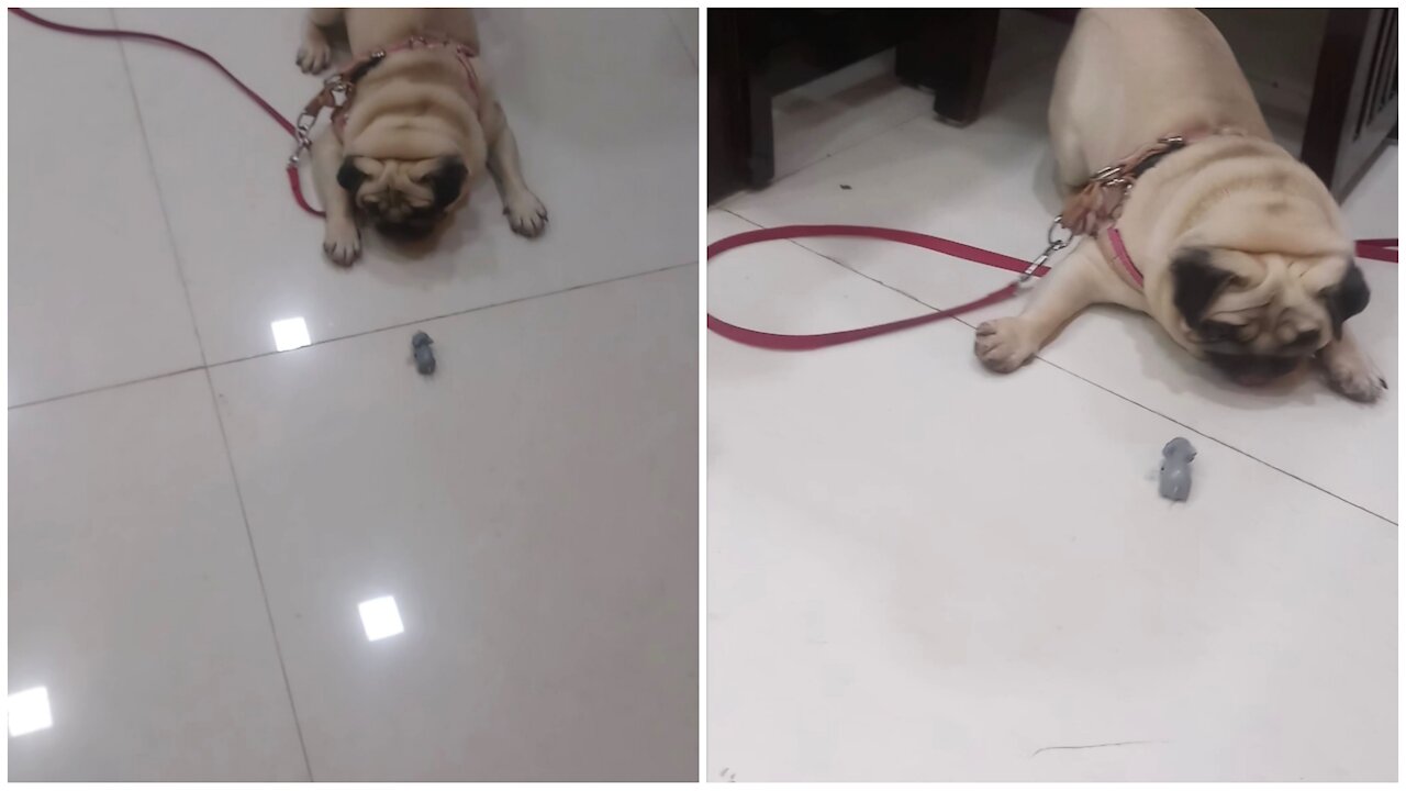 Look how my lovely pug dog is reacting to that fake mouse and how much is getting angry