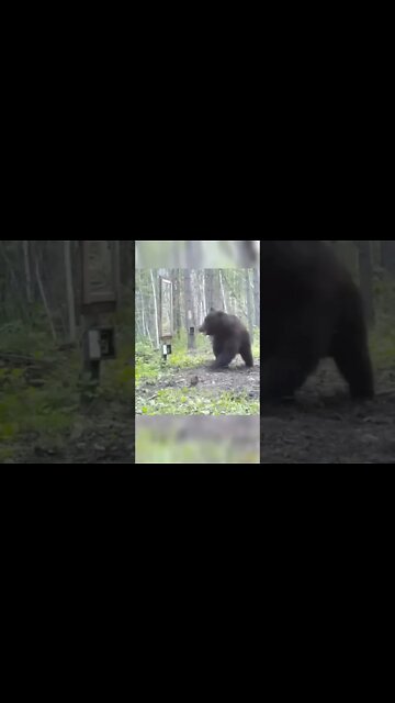 Surprised BEAR 😂😂