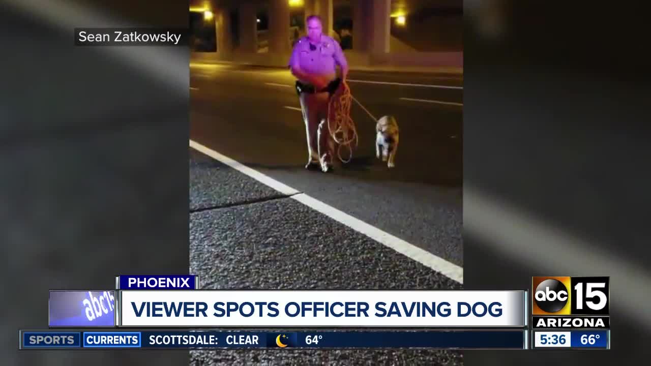Dog rescued from Valley freeway