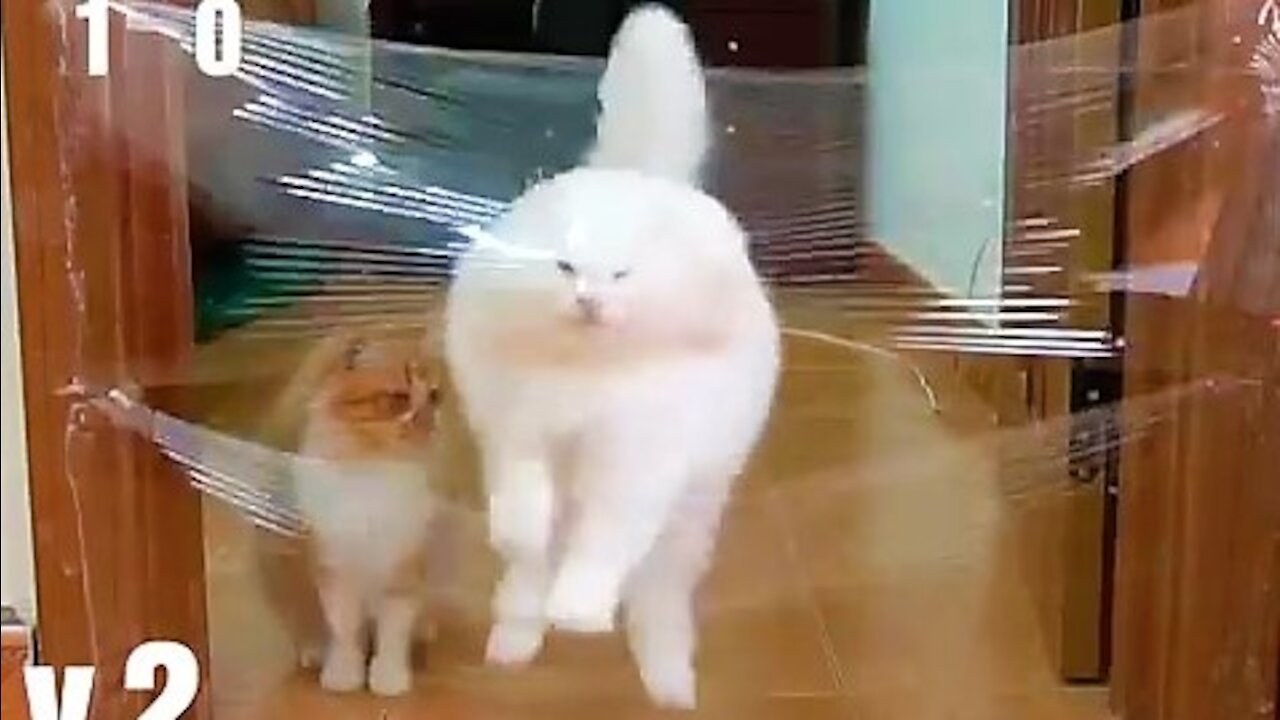 Cat gets splat from tranparent wall