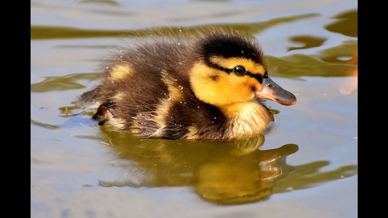 Cute Baby Duck Finding some food