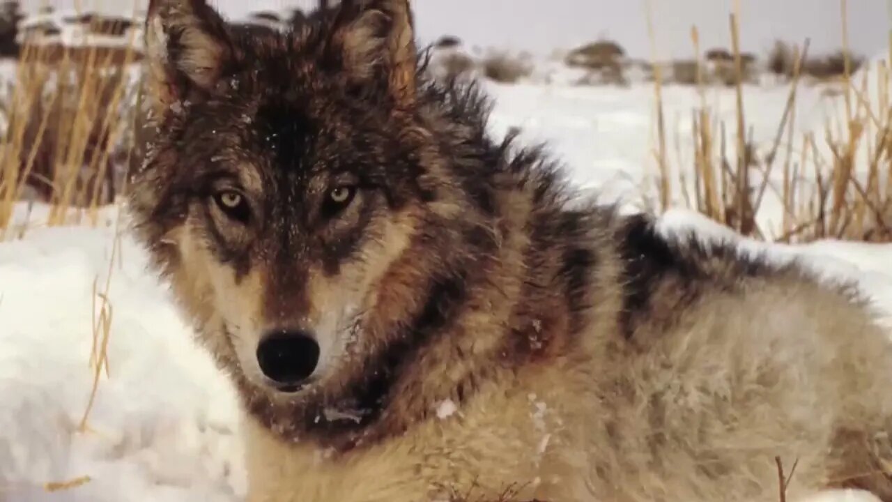 Man Saved this Wolf and her Cubs, but 4 Years later THIS happens 9