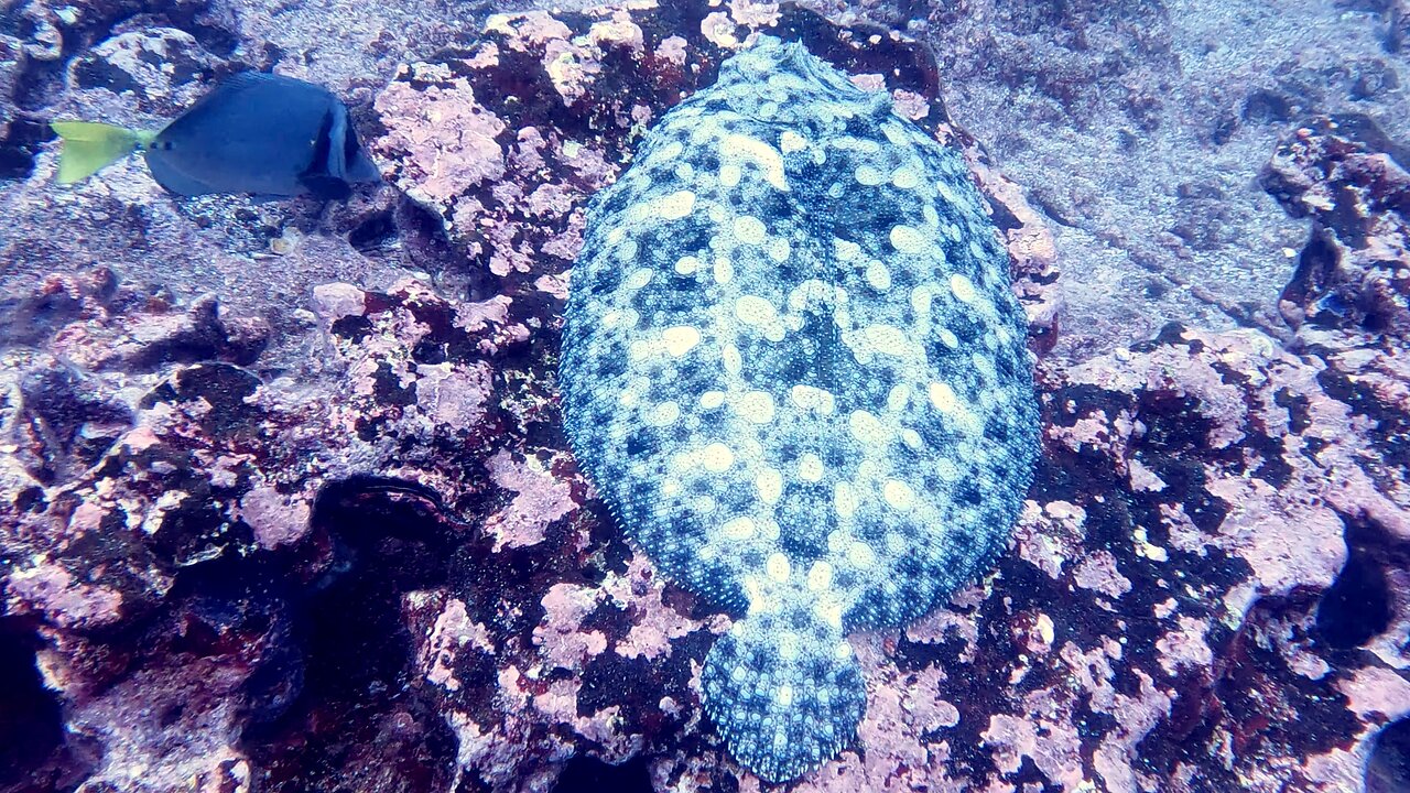 Giant flounder surprisingly fails to mimic colour on lava rock in Galapagos Islands