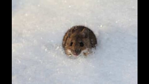 La neige, aussi un inconvénient pour les rats!