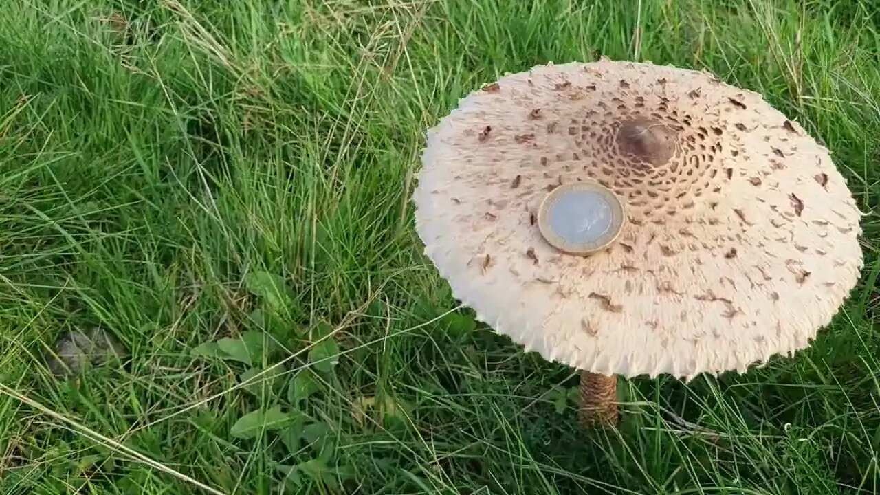 What Mushroom Is This??