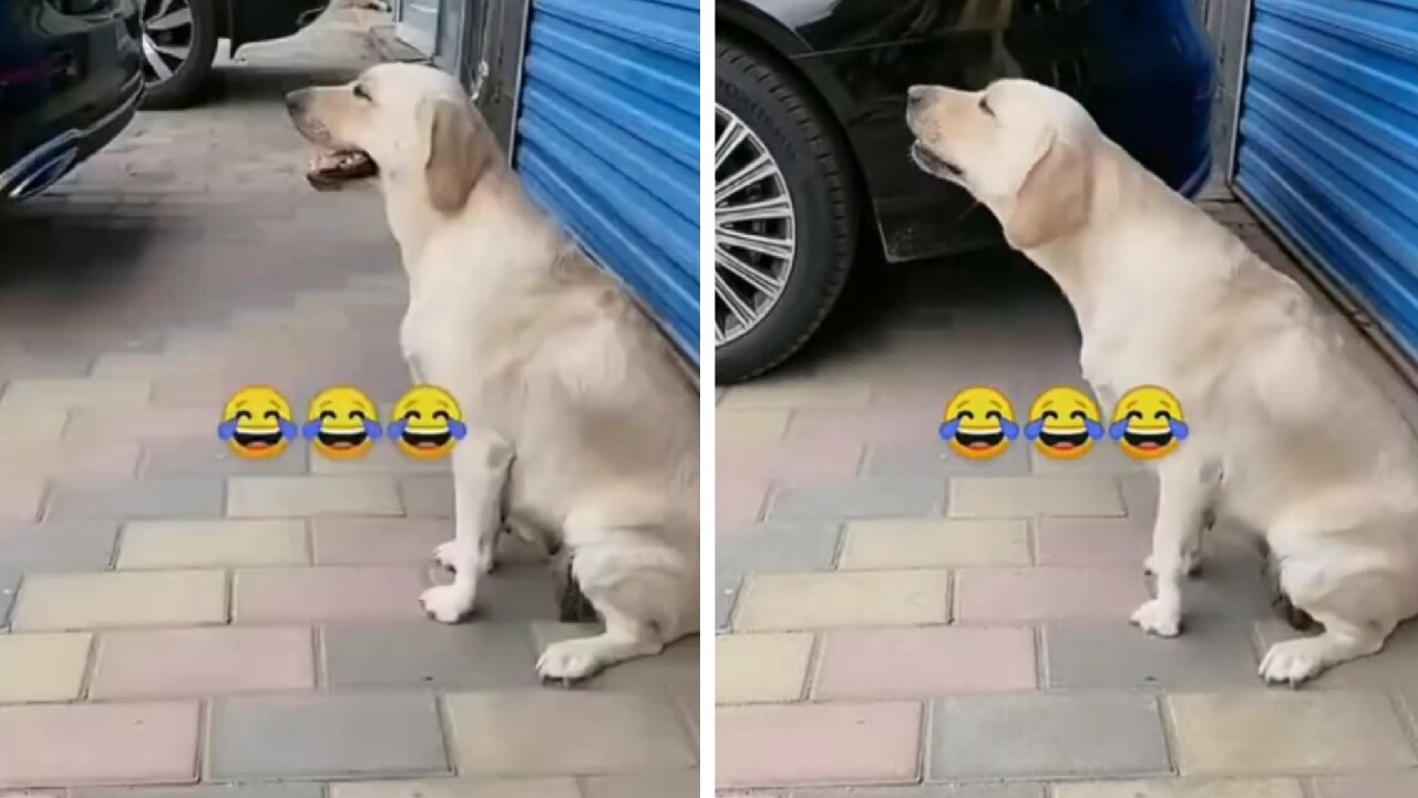 Dog Guiding The Person To Park Right