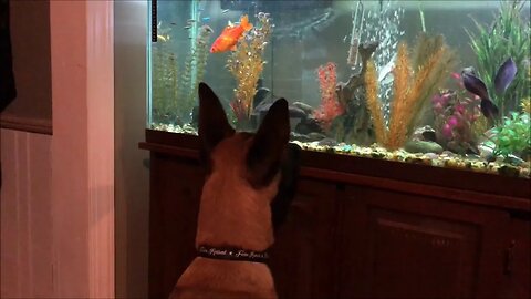 Fish tales