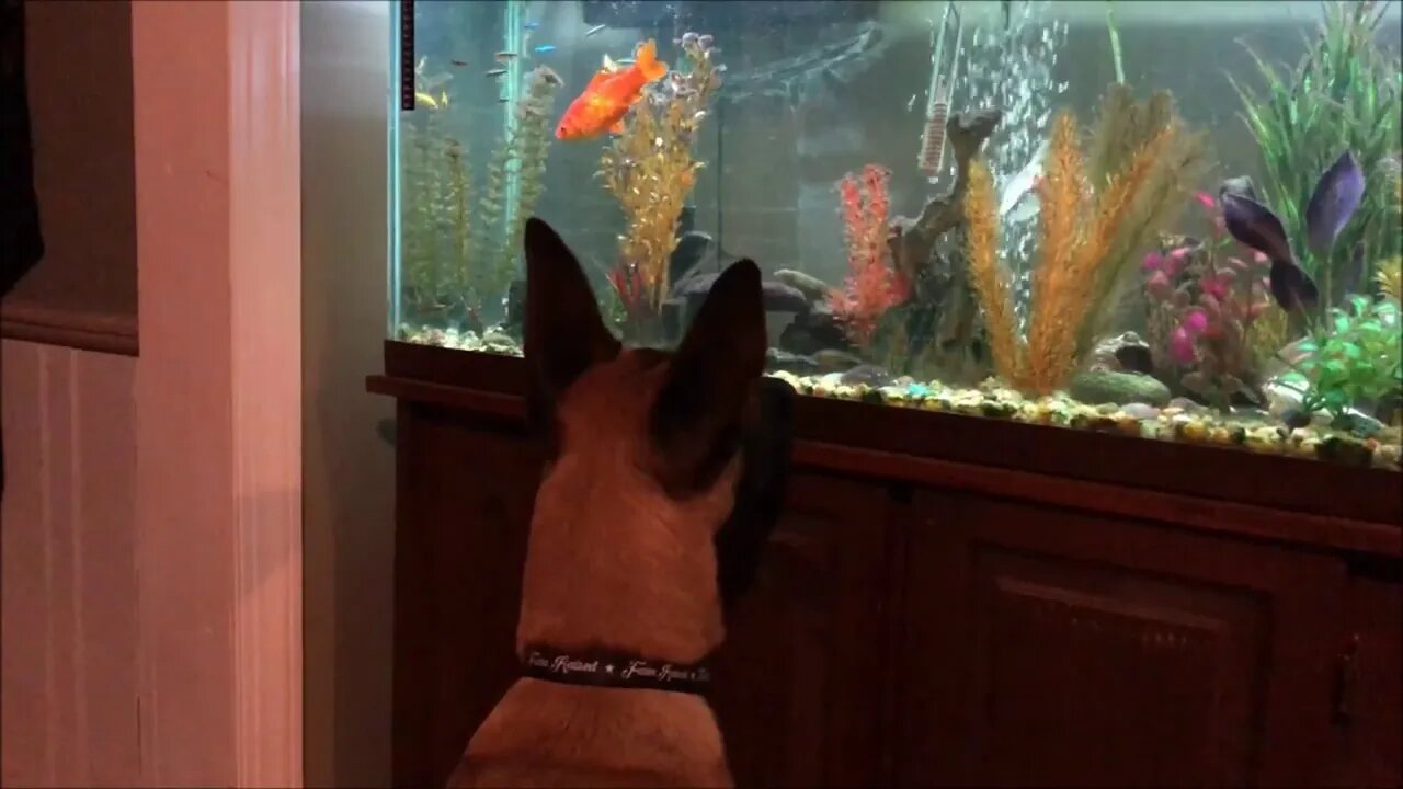 Fish tales