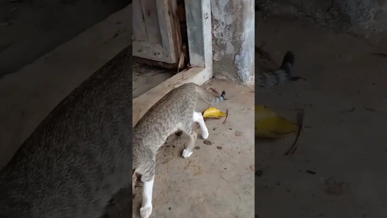 Cats in our farm 🐱😍 - 5