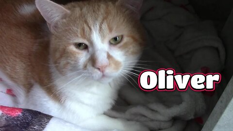 Meet Oliver Our Domestic Shorthair Cat! 😻