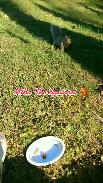 Feeding Time For Mika The Squirrel 🐿️😍.