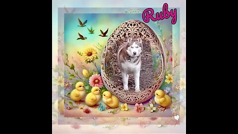 My Husky, My Best Friend - Easter 2024