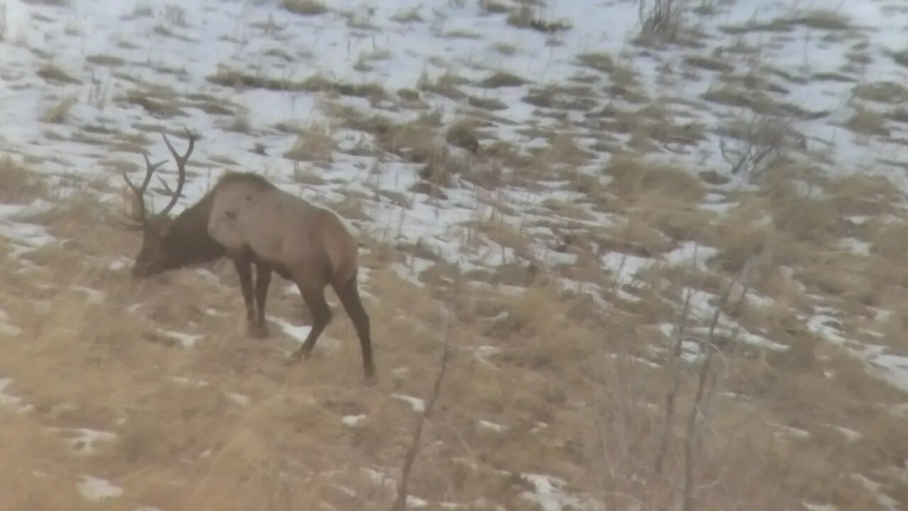 Idaho General Season Cow Elk Hunt 2022. Part 2.