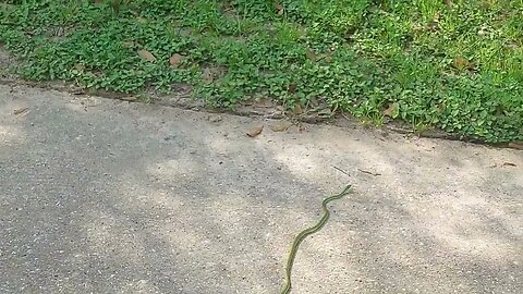 Rough Green Snake