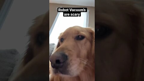 Robot Vacuum’s are Scary! #goldenretrievers #pei #goldenretriever