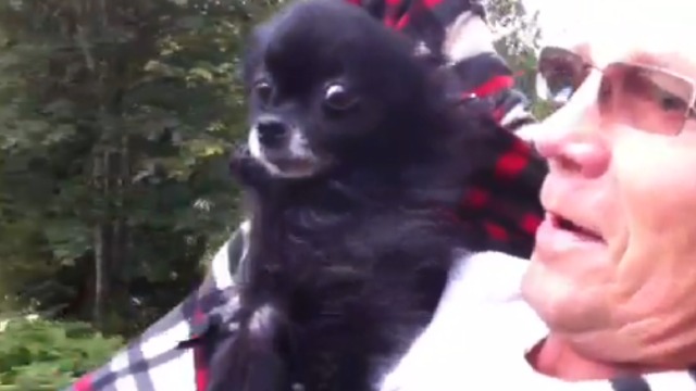 Pomeranian Rides Down An Impressive Backyard Zipline