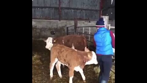 Cow and man