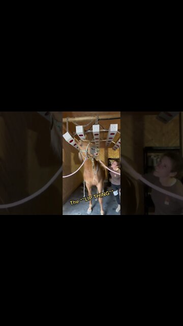 What Do Horses Do When You Find The Itchy Spot?