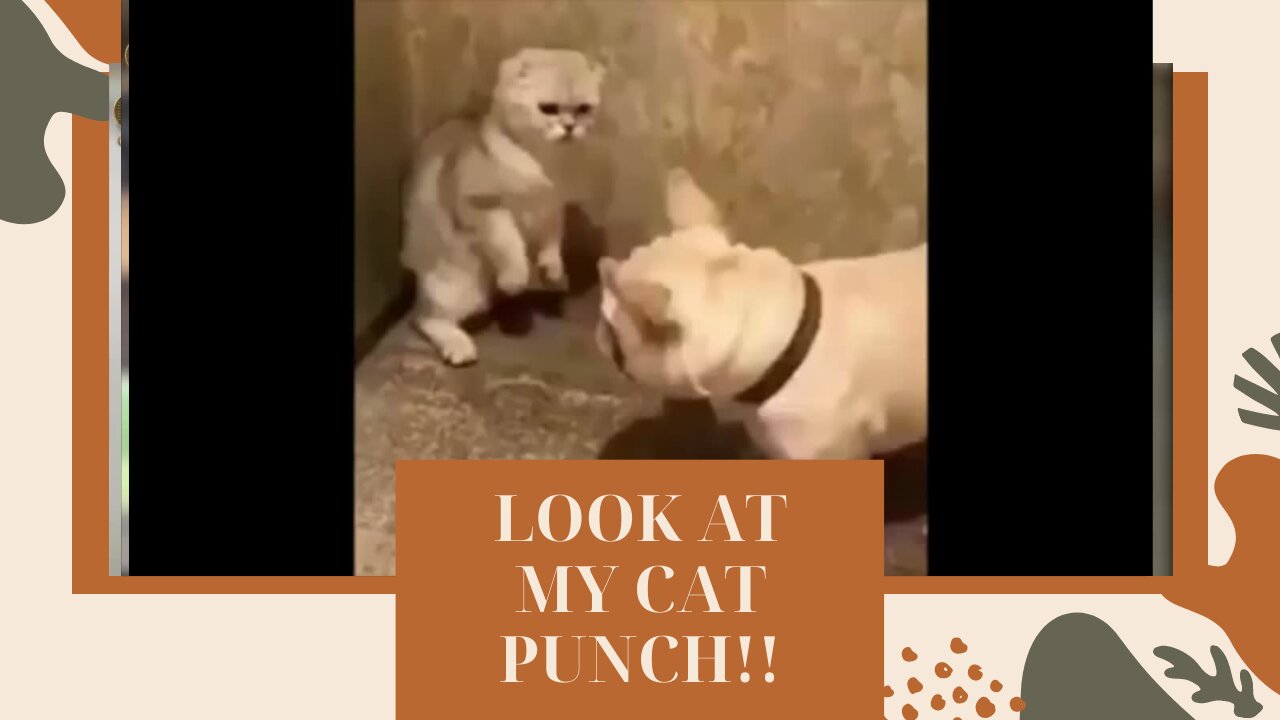 LOOK AT MY CAT PUNCH!!