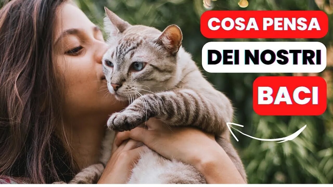 I gatti capiscono i nostri baci? Comprendere i segnali di affetto