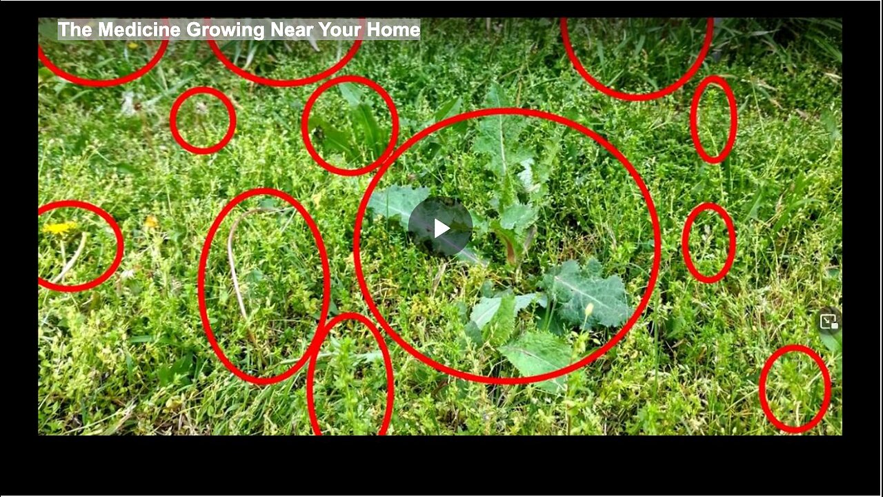 The Medicine Growing Near Your Home