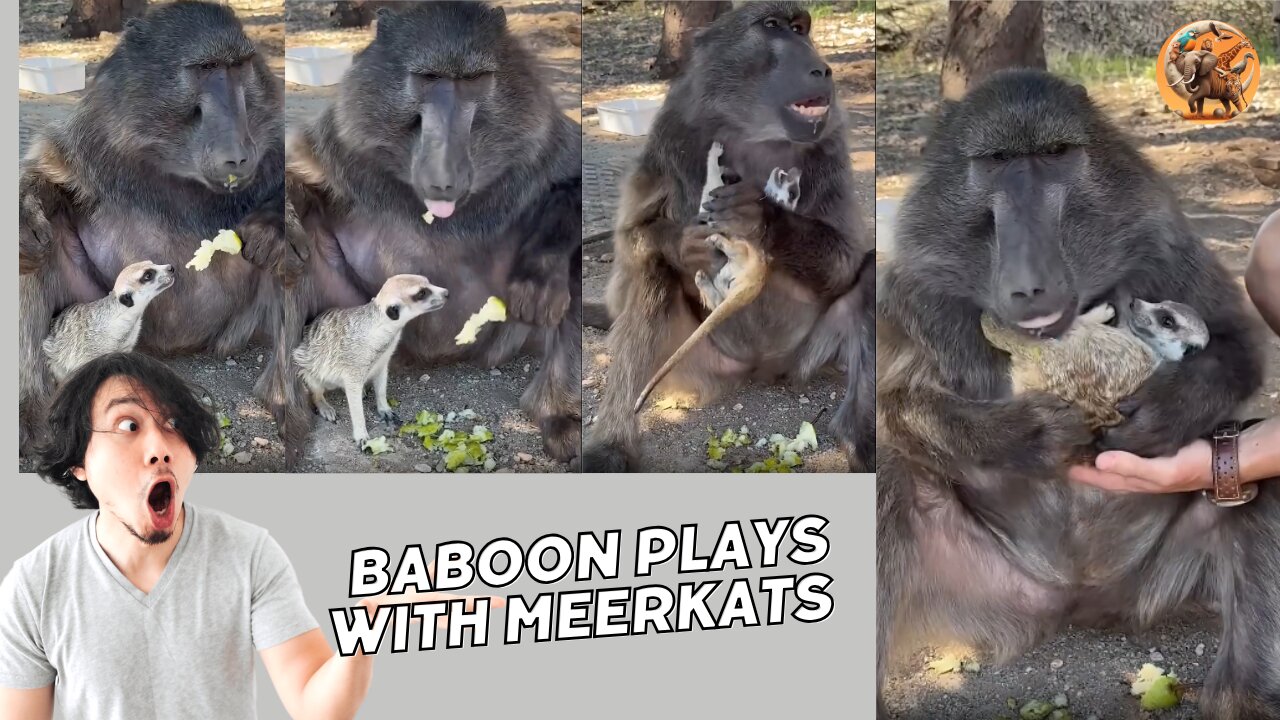 Baboon Playing with Meerkats | Funny and Cute Animal Moments