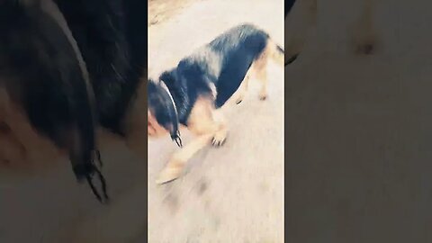 ghume #ytshorts #viral #shorts #rudrakrishna #dog #newpost