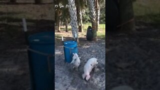 Pig Digging Time #pigs #pig #shorts