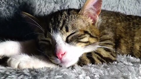 Red Nosed Kitten Sleeps on His Paws