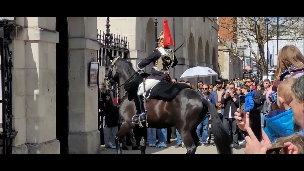 Horse faces the wrong way #horseguardsparade