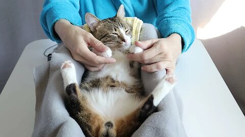 A Little Massage for the Cat
