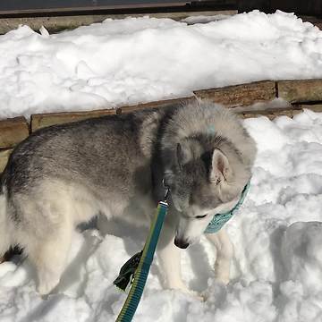Husky goes crazy for summertime snow
