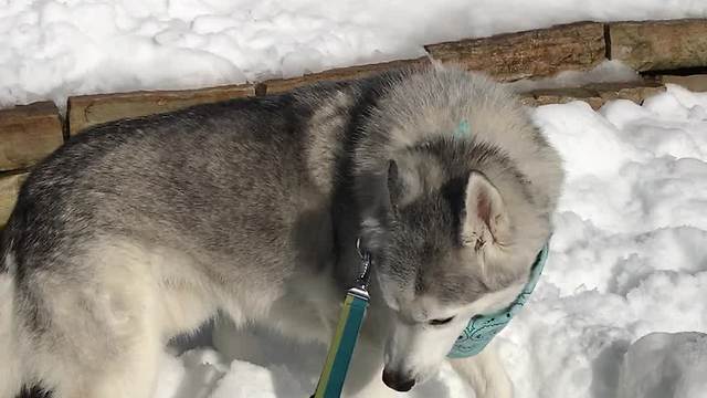 Husky goes crazy for summertime snow