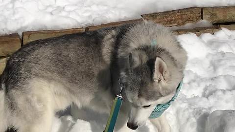 Husky goes crazy for summertime snow