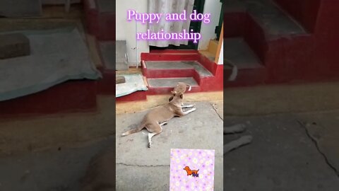 🐶Puppy and 🐕dog relation status/Puppy bonding with dog,#short #puppy, #dog, #animal, #viral,#trend