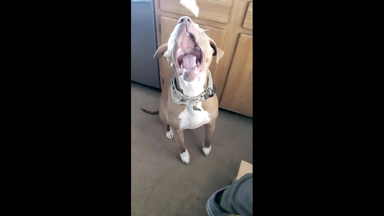 Pearl the pitbull