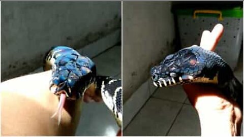 すごいホログラフィックな表面のヘビ