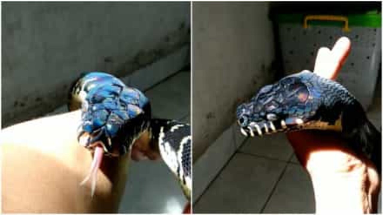 すごいホログラフィックな表面のヘビ