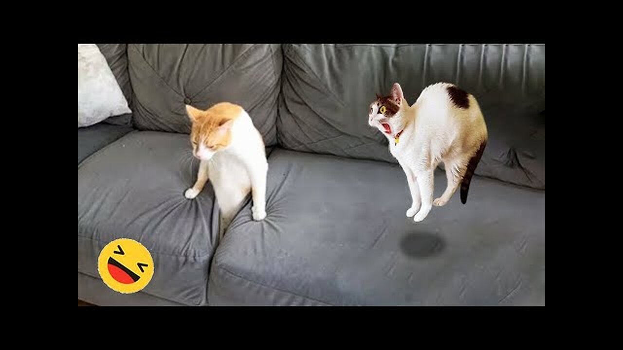 Funniest Animal Videos 😂 - Funny Cats invited to the Dog Party #3