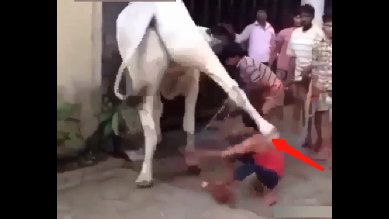 Cow kick man on head