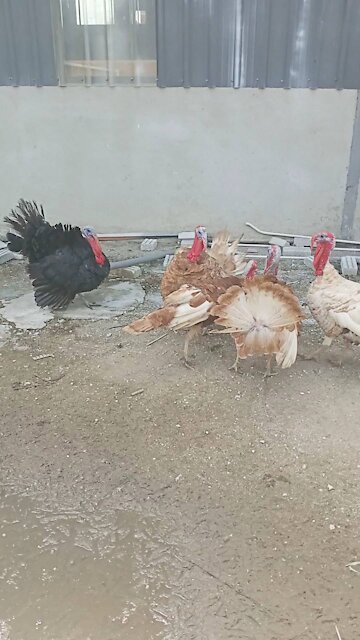 Turkish Rooster Love Moment With His partner