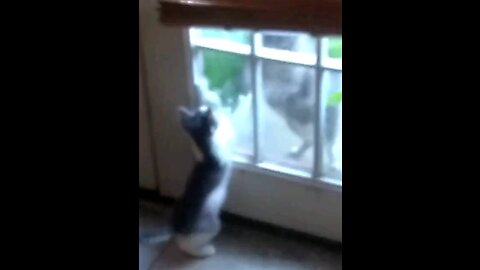 Cat Window Slap
