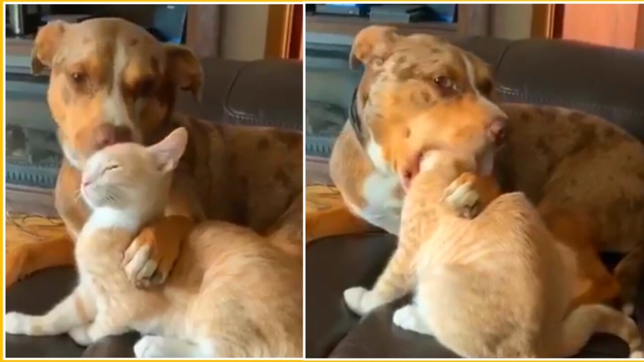 Dog Grooming His BFF Cat Funny Video