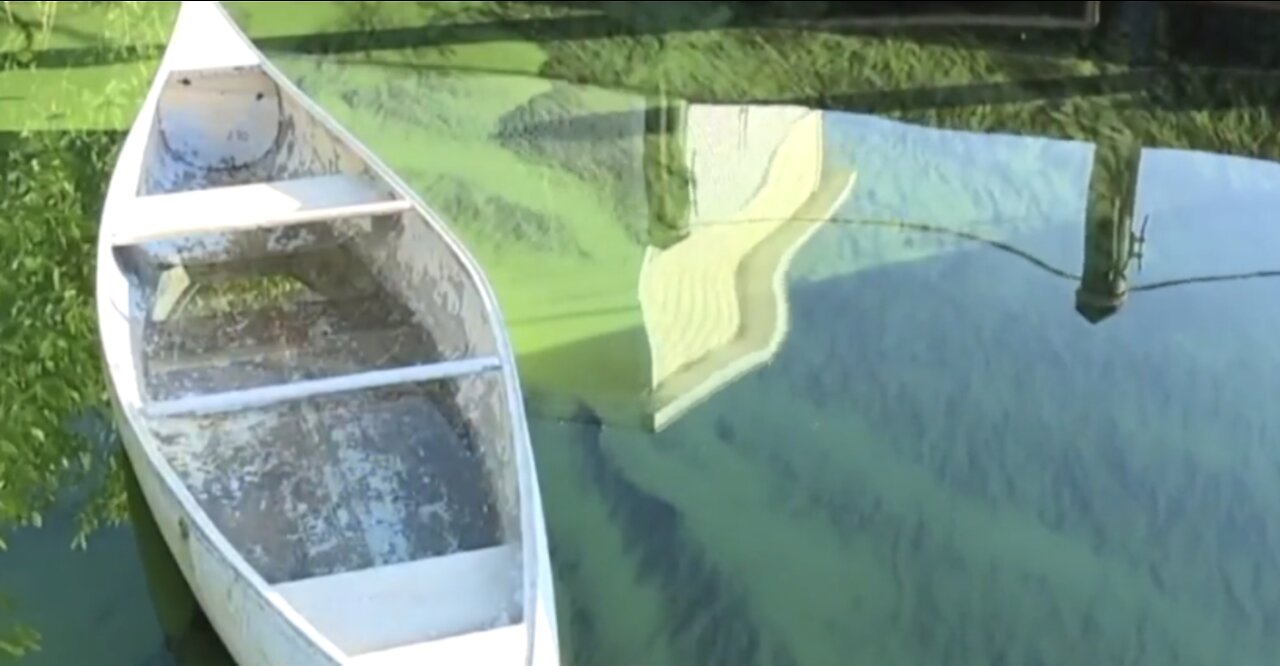 Concerns over toxic blue-green algae