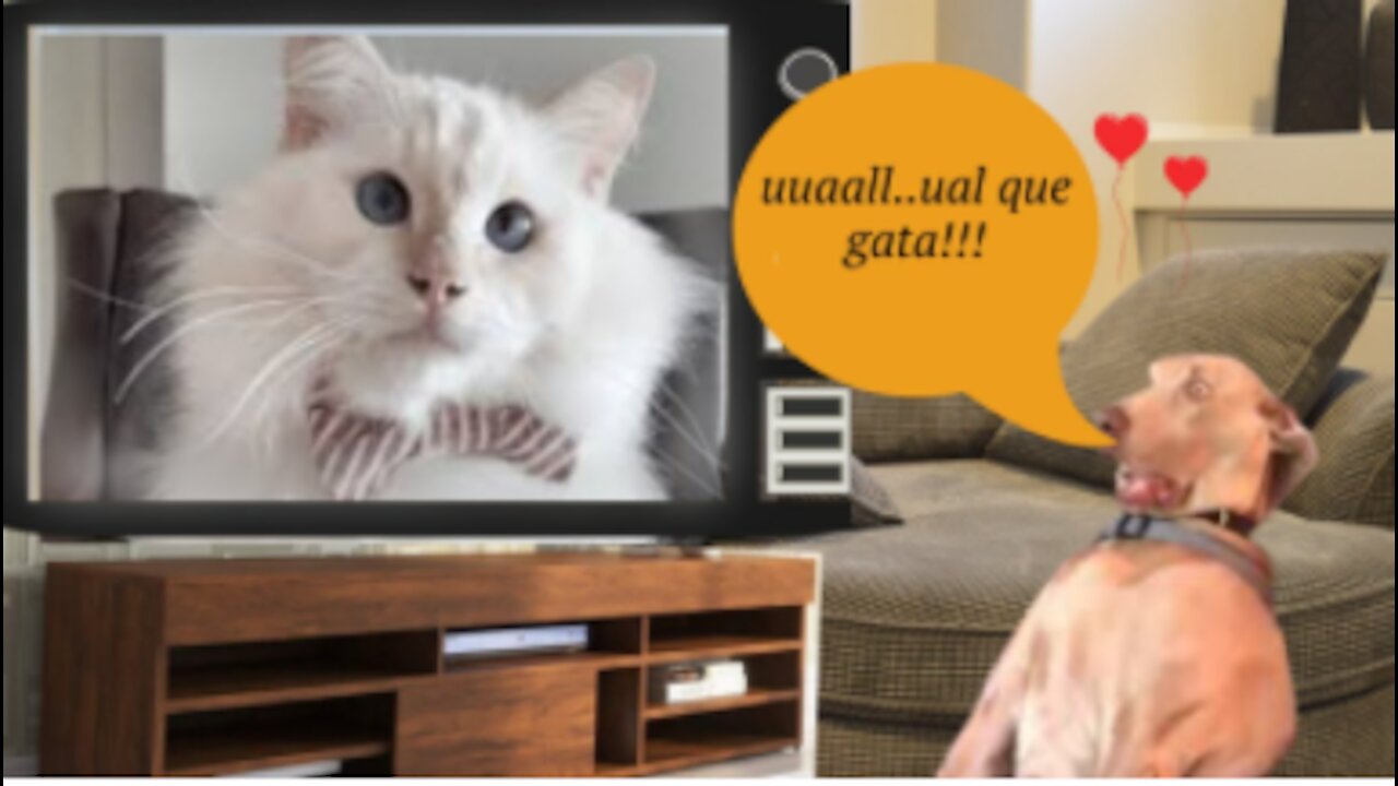 super funny cats and dogs videos 2021