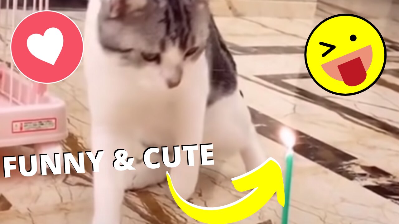 Funny and Cute Pet's Life #010