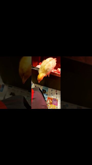 Chickie gets out and hags out🐥🐤